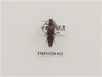 藏品(櫛角蟲科)的圖片